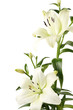 lilien
