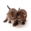 grey twins kittens grey twins kittens