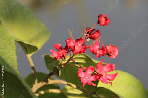 Photo: Young roselle flower in Thailand Young roselle flower in Thailand