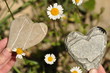 Herzen zwischen Gänseblümchen