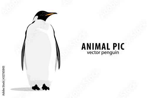 Vektor: Pinguin Pinguin