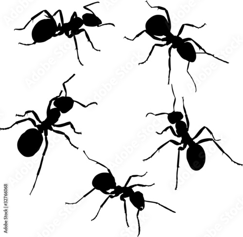 Vector: five isolated ant silhouettes five isolated ant silhouettes