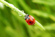 ladybug on grass ladybug on grass