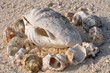 Photo: Muschelkreis am Meeresstrand Muschelkreis am Meeresstrand