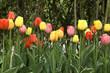 Tulpenbeet
