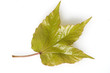 Wilder Wein, Blatt, Fruehjahr
