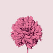 Hand-drawn beautiful flower