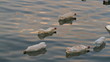 Plastic bottles floating and polluting at river