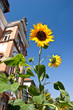 Leuchtende Sonnenblumen im Sommer