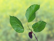 Black mulberry Black mulberry