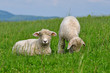 cute lambs