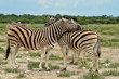 zebras in Etosha national park,Namibia zebras in Etosha national park,Namibia