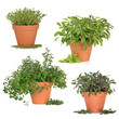 Herb Collection Herb Collection