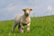 cute lamb