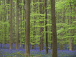 blauer blüttenteppich im wald (hasenglöckchen)9