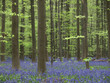 blauer blüttenteppich im wald (hasenglöckchen)6