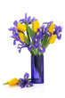 Iris şi Tulip Flori