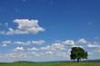 Einsamer Baum in weiter Landschaft