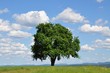 Obstbaum vor weiter Landschaft