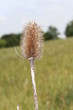 Chardon sec sur fond flou