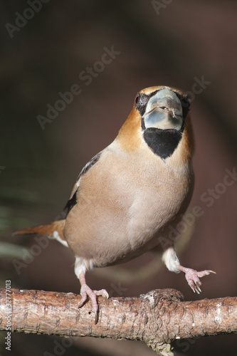 Photo: Kernbeißer (coccothraustes coccothraustes) Kernbeißer (coccothraustes coccothraustes)