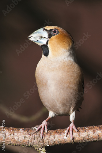 Photo: Kernbeißer (coccothraustes coccothraustes) Kernbeißer (coccothraustes coccothraustes)