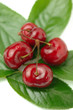 Cherries