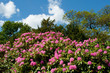 Rhododendron