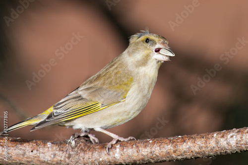 Photo: Grünfink (carduelis chloris) Grünfink (carduelis chloris)