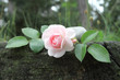 Rose et Amour