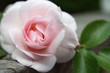 Rose et Amour