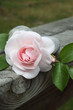 Rose et Amour