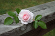 Rose et Amour