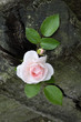Rose et Amour