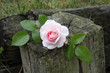 Rose et Amour