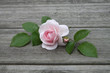 Rose et Amour