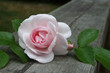 Rose et Amour