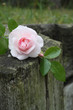 Rose et Amour