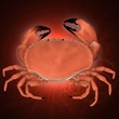 Krebs