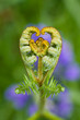 Heart shaped fern unfurling