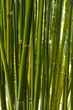 Green Bamboo