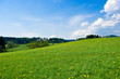 Green meadow