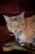 Cat Stare Cat Stare