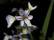 Blooming pond plant