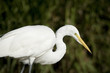 Egret