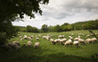 Shheps in Tuscany