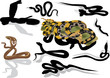 set of isolated snakes set of isolated snakes