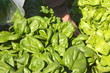 cosecha de hortalizas cosecha de hortalizas