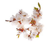 lot of cherry flowers on branch