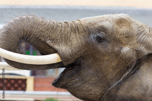 Photo: éléphant,ivoire,défenses,animal,pachyderme éléphant,ivoire,défenses,animal,pachyderme